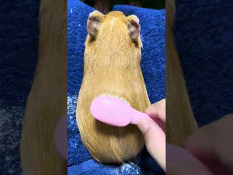 Brushing a guinea pig with shiny fur Fukuoka Japan PANORA.CHANNEL