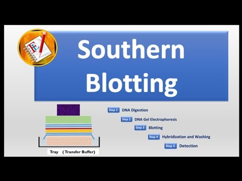 Southern Blotting