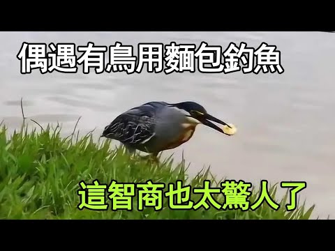 鳥用一小塊麵包屑，釣上來一條魚，這手法太厲害了【张叫兽说兽】