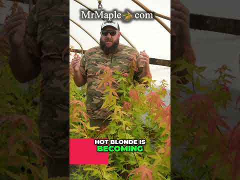 Discover the Hot Blonde Japanese Maple | A Game Changer for Your Garden