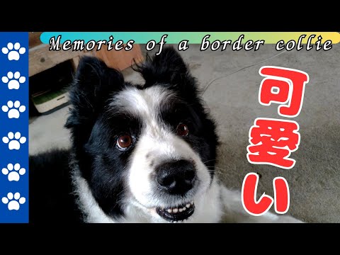 "The charm of Border Collies: Sloppy commands vs. the perfect 'wait'" #dog #BorderCollie #cute