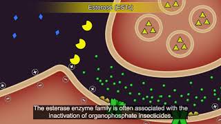 Resistance101 - Resistance mechanisms, Metabolic resistance