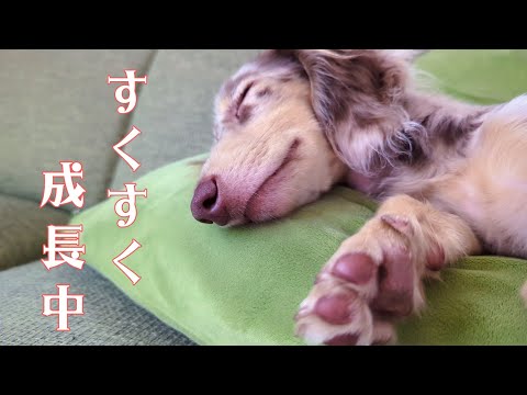 【犬5匹多頭飼い】お知らせとお詫びとうつ病息子の事