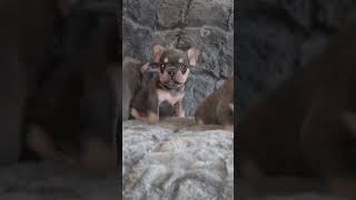 CUTE FRENCHY PUPPS #dogsoftiktok #dogs #dogshorts #cute #dogvideos #dogviral #shorts #viral #sub #dg