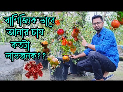 বাণিজ্যিক ভাবে আনার চাষ করা সম্ভব কিনা? বাণিজ্যিক আনার বাগান । Pomegranate cultivation @RoufAgro