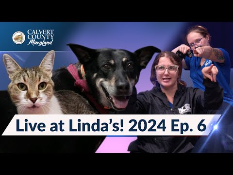 "Live at Linda's" - Animal Shelter Adoption Series - Season 2, Ep. 6 - Calvert County, MD