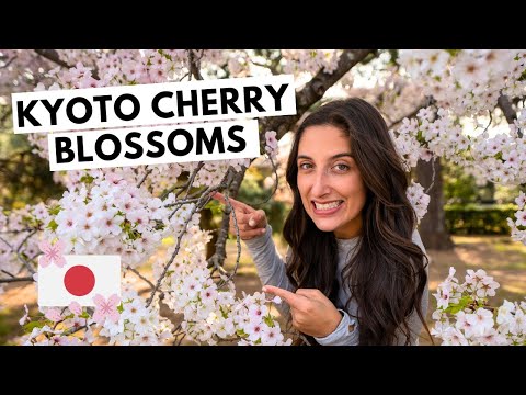 TOP 5 CHERRY BLOSSOM LOCATIONS you don't want to miss in KYOTO!