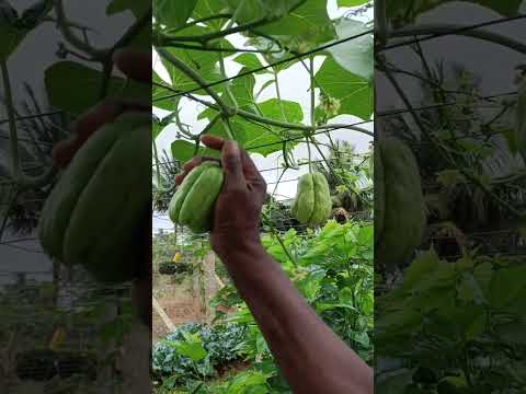 ಚಾಯೋತೇತರಕಾರಿ | ಸೀಮೆ ಬದನೇಕಾಯಿ     Chayo vegetable | KA53YTROHITH | #youtubeshorts #farming #shorts