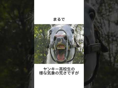 好き嫌いが激しいゴールドシップ　#競馬 #馬 #騎手 #競艇 #競輪#雑学