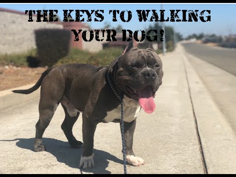 The keys to walking your dog