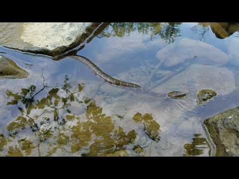 Northern Water Snake