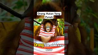 Viral !! Orang Hutan Paling Langka #orangutan #faktaunik #faktamenarik #monyet #animals