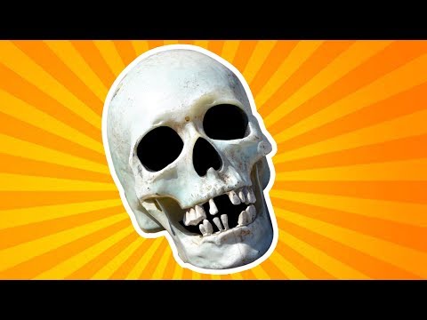 The Skull for Kids  - Halloween & Dia de Los Muertos - Anatomy for Kids