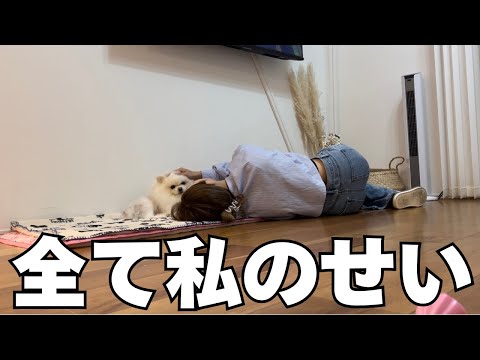 もう勘弁してくれ...🤦🏻‍♀️【主婦vlog】日常👩🏻手作り韓国インテリア🤍愛犬トリミング✂️