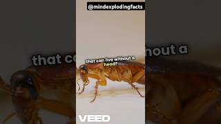 Cockroach Can Live Without a Head! 🪳🤯 | #AmazingFacts #CockroachFacts #SurvivalFacts #DidYouKnow