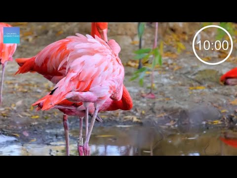 10 Minute Timer With Calming Music ⏲ - Flamingos 🦩 - 10 minute countdown timer with calm music