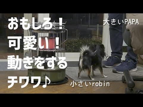 おもしろ可愛い動きをする小さなチワワの帰宅時のルーティン♪