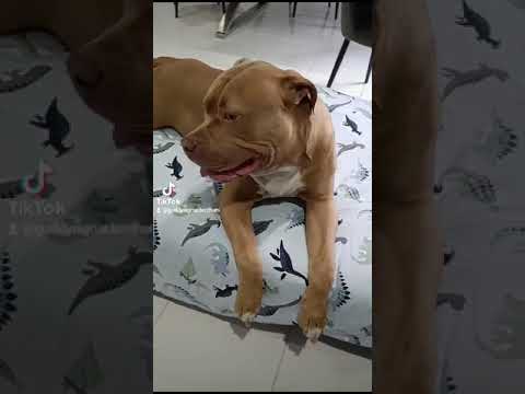 #pitbull #americanpuppy #minivlog #puppy #youtube