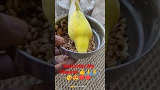 #lovebirds #birds #shorts #shortsfeed How To Feed Your Birds #birdsfood #petlover #ytshorts