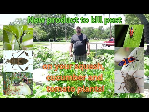 kill pest on your squash, cucumber and tomato plants instantly!