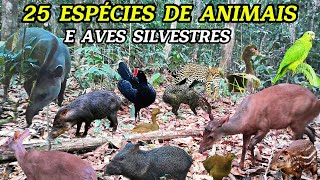 Discover twenty-five species of wild animals and birds from the Amazon rainforest #viralvideo