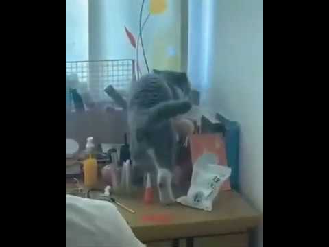 cats making a mess