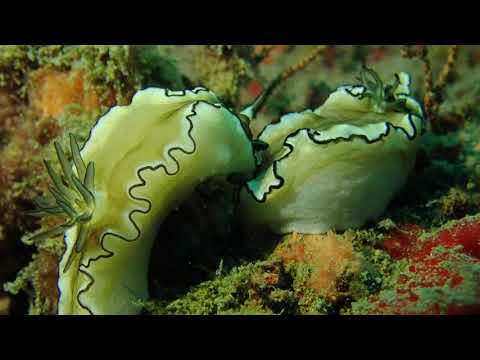 07212020 Encountering 2 nudibranch falling in love mode