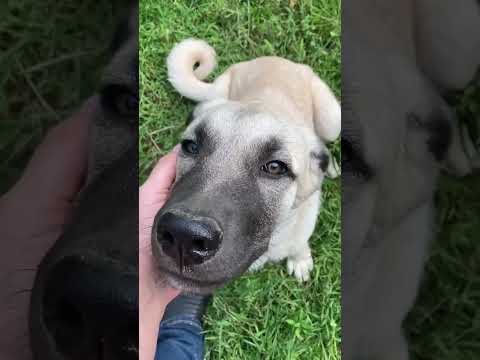 Meet Dexter and Rex the Livestock Guardian Puppies 🐶🐶🐾