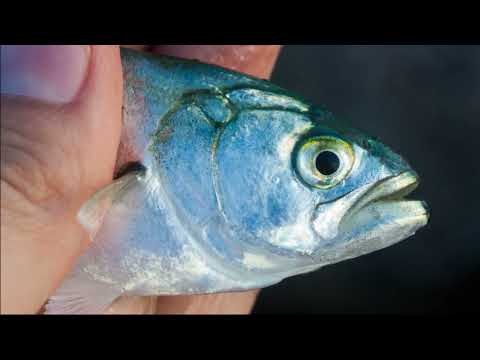 Facts: The Bluefish