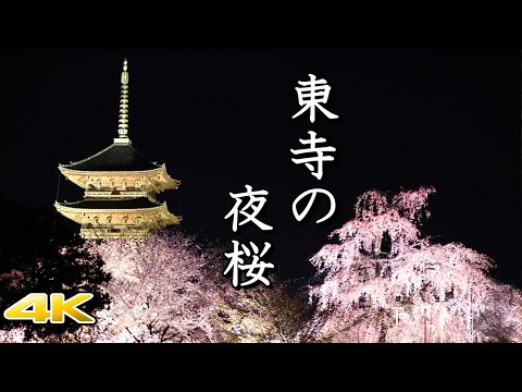 【4K 京都東寺の夜桜🌸ライトアップ】