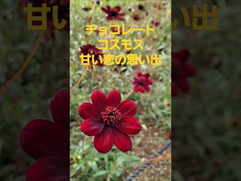 満開のチョコレートコスモス花言葉から 甘い 恋の思い出(SAKIA) 2024 長居植物園  #music #song #恋愛 #autumn #cosmos #osaka  #SAKIA