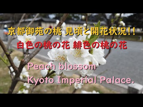 京都御苑の桃2020 見頃と開花状況【Peach blossom of Kyoto Imperial Palace.】