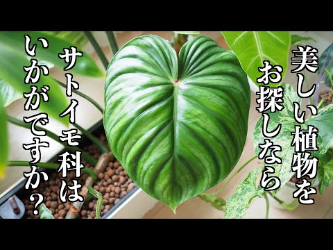 【PLANT TOUR】窓際の棚を購入｜植物ツアー【サトイモ科・アロイド】