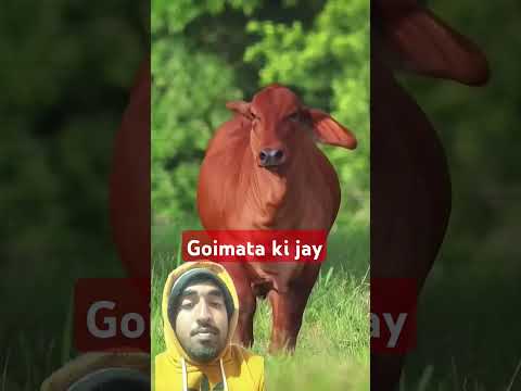 Goimata ki jay..... #gausevasangh #cow