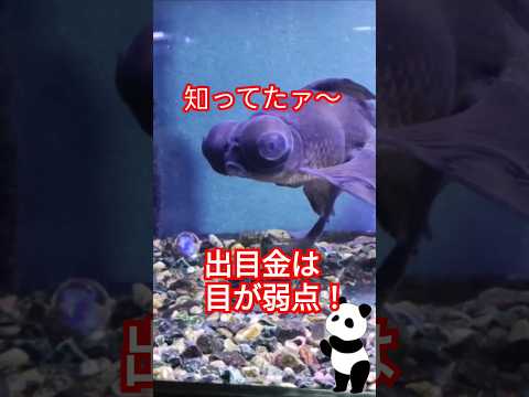 [金魚]　知ってたァ～出目金　目が弱点❗広い水槽で飼育してね😝