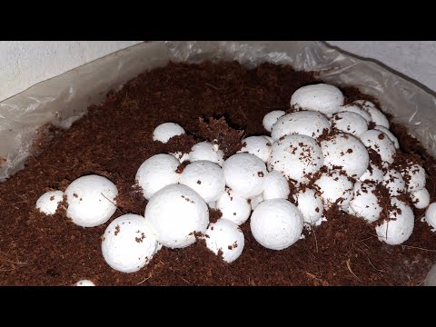 Mushroom farming business in India Mushroom ki kheti kaise kare #Mushroom