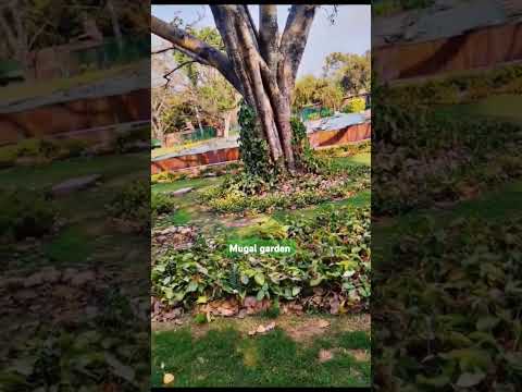 Mugal garden #olddelhi #vlog #india #trending #2024 #garden #vlog