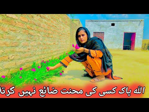 Allah does not waste anyone's hard work | Pakistan Village Life (sumia khan family )