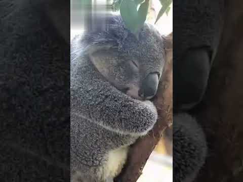 when koala falls asleep😍 | cute reaction