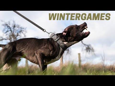 DOG-DNA Wintergames, Belgium - Sporting with Pitbulls and Staffords