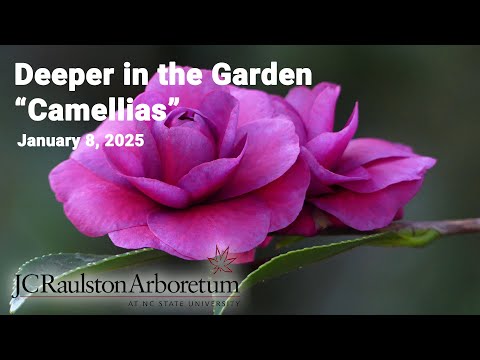 Deeper in the Garden - "Camellias"