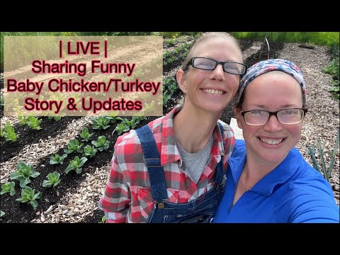 Live Video - Funny/Cute Baby Chicken/Turkey Story