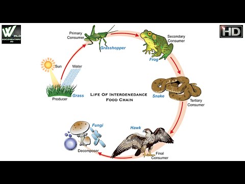 Life Of Interdenedance Food Chain | अंतर्विरोध खाद्य श्रृंखला का जीवन | World Documentary HD