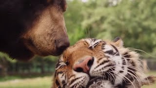 When Worlds Collide: The Beauty of Animal Odd Couples |Animal Adventures