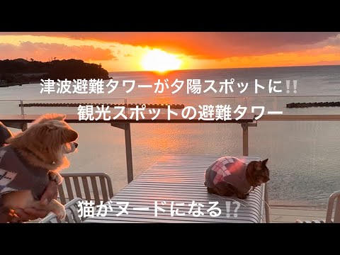 津波避難タワーが夕陽新スポットに‼️猫がヌードになるハプニング😂夕陽をお届けしながらご挨拶😸🐶#津波#夕陽#保護猫