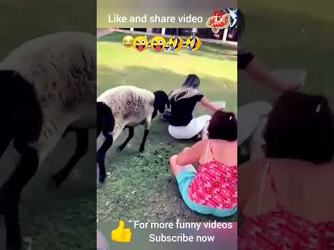 For more funny video 😜🤣🤣 Subscribe now 😜😜😜😜🤣🤣👌👍👍 #goat #funnyanimals #yt_shorts #views #trending 😜💓👍