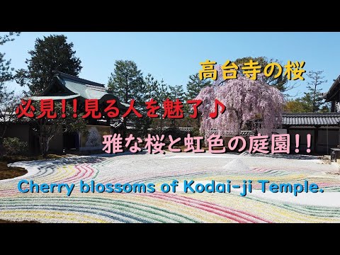 京都でお花見！！高台寺の桜2020、虹色の庭園は必見【Cherry blossoms of Kodai-ji Temple of Kyoto.】