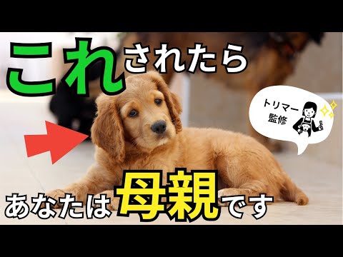 犬が最愛の人にだけ見せる仕草10選【完全版】