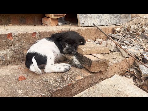 Abandoned puppy waits sadly on the street corner, hoping for its owner to return