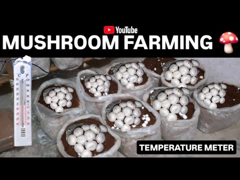 Mushroom farming in India Button Mushroom farming 50 bags | New Room Thermometer for Mushroom farm